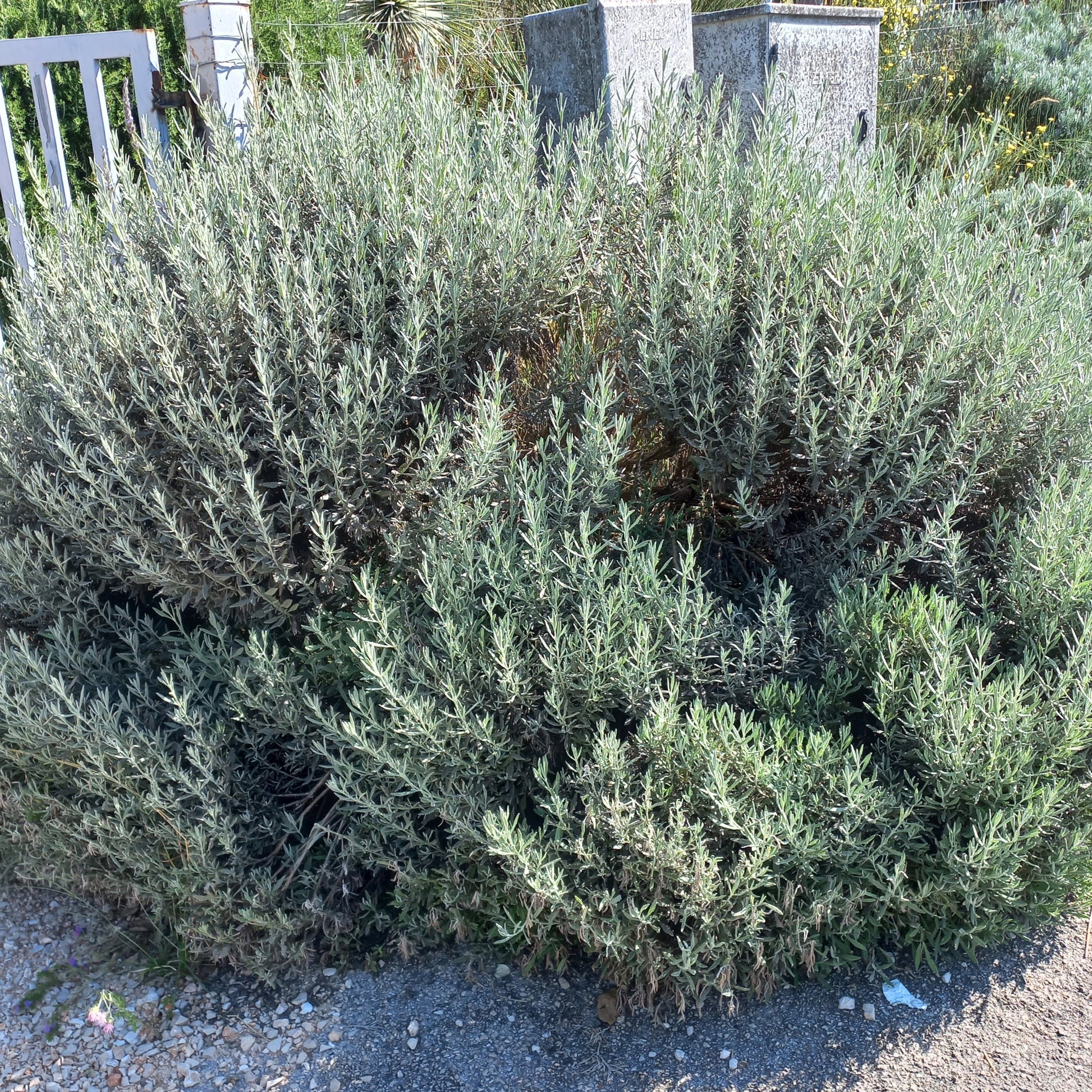 vivaimdb-Lavandula x allardii - lavanda ibrida (Alveolo forestale)