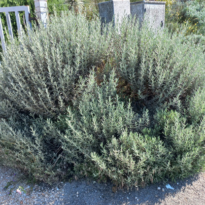vivaimdb-Lavandula x allardii - lavanda ibrida (Alveolo forestale)