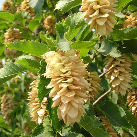 vivaimdb-Ostrya carpinifolia - carpino nero (Alveolo forestale)