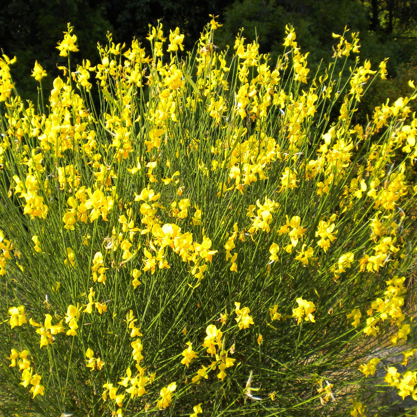 vivaimdb-Spartium junceum - ginestra odorosa (Alveolo forestale)