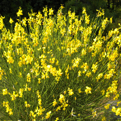 vivaimdb-Spartium junceum - ginestra odorosa (Alveolo forestale)