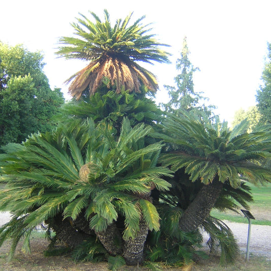 Cycas revoluta - cicas (Square vase 9x9x10 cm)