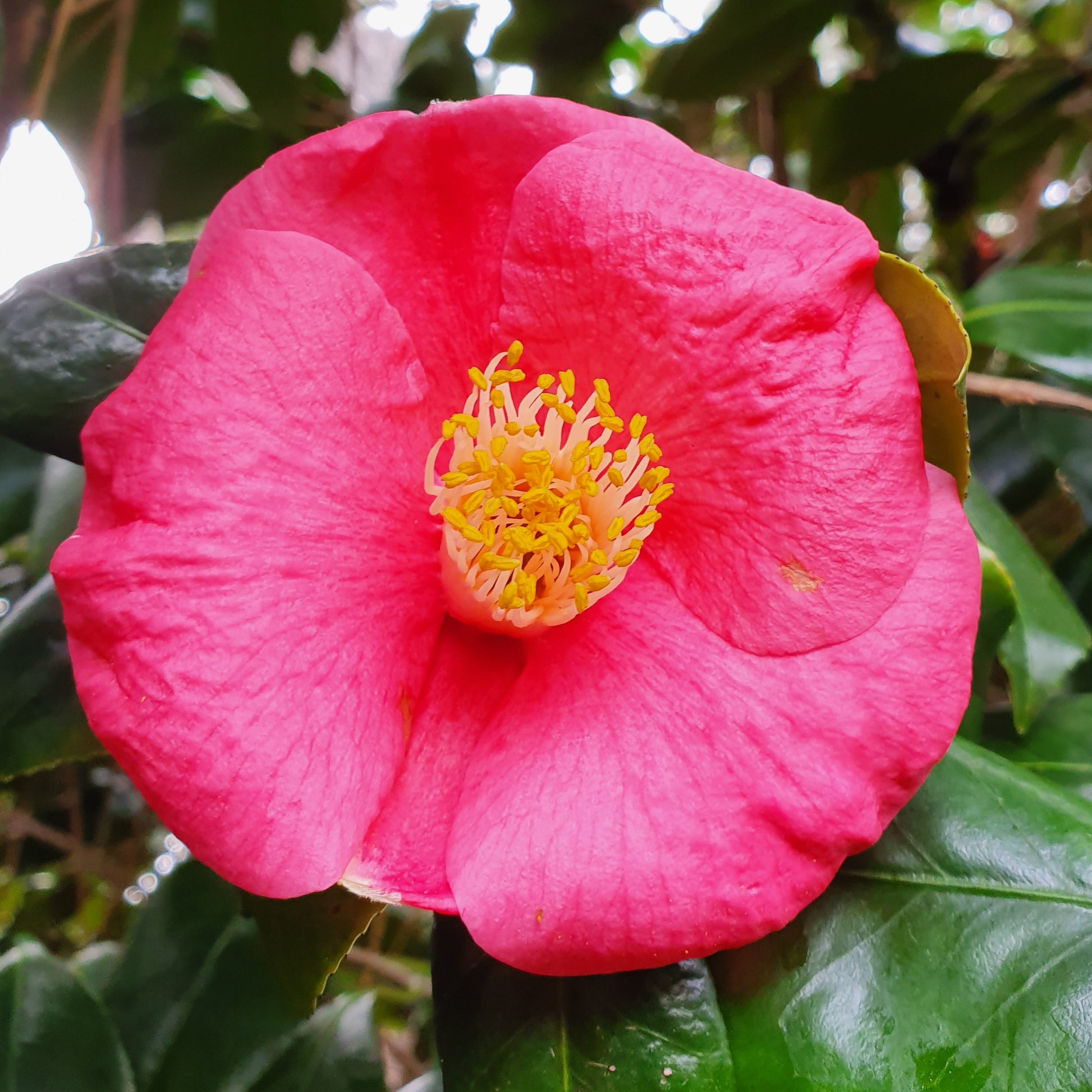 vivimdb-Camellia japonica - camelia (Vaso quadro 9x9x20 cm)