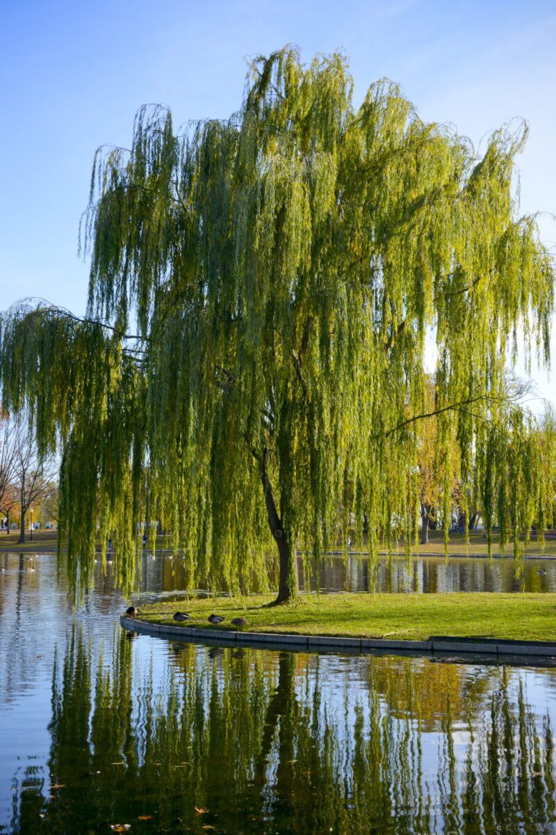 Salix babylonica - weeping willow (Square vase 9x9x20 cm)