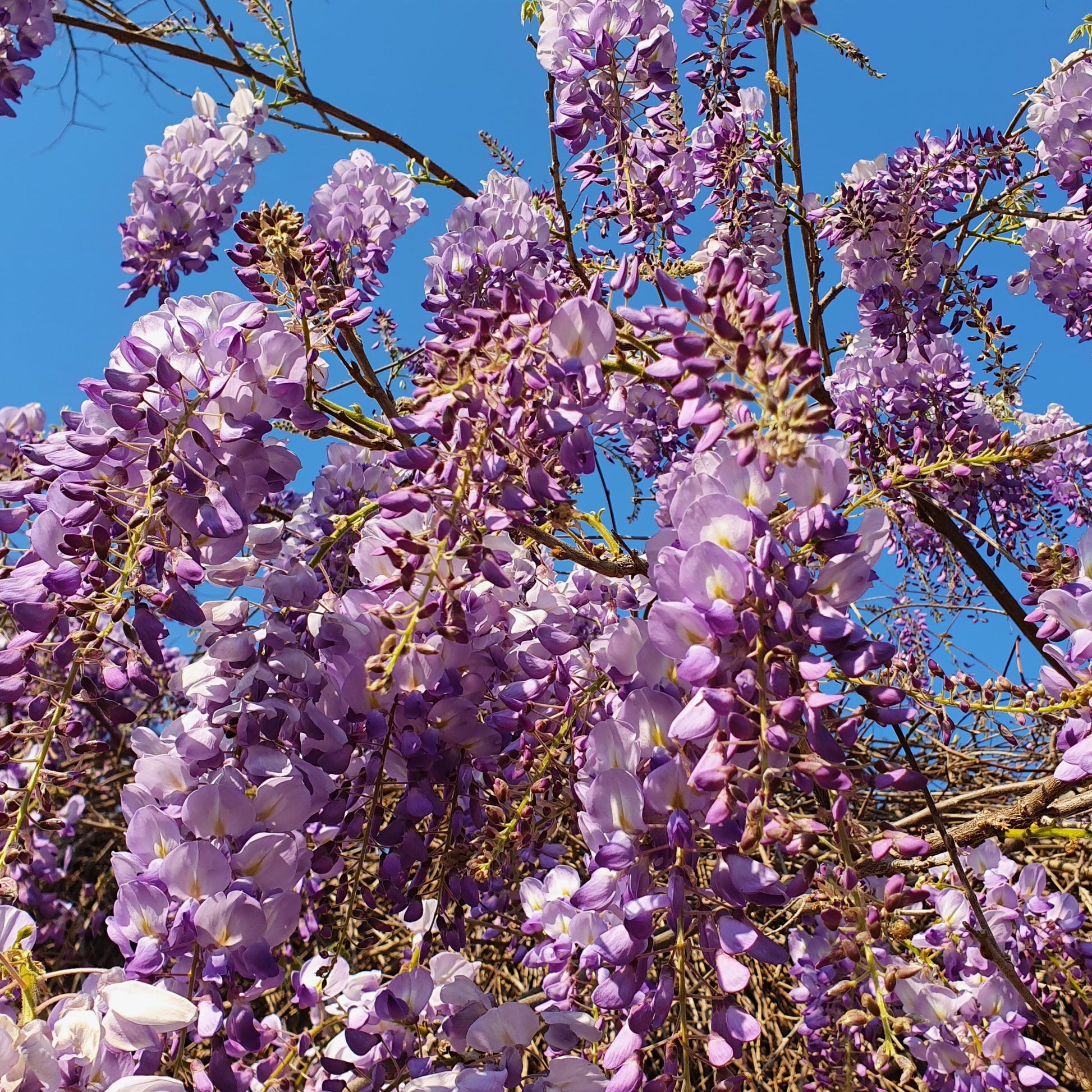 wisteria sinensis fiori vivaimdb