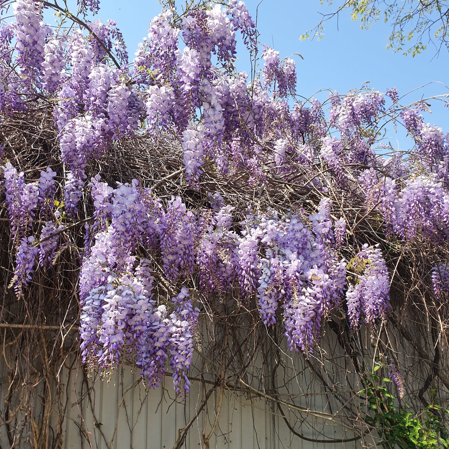 wisteria sinensis fiori vivaimdb pianta
