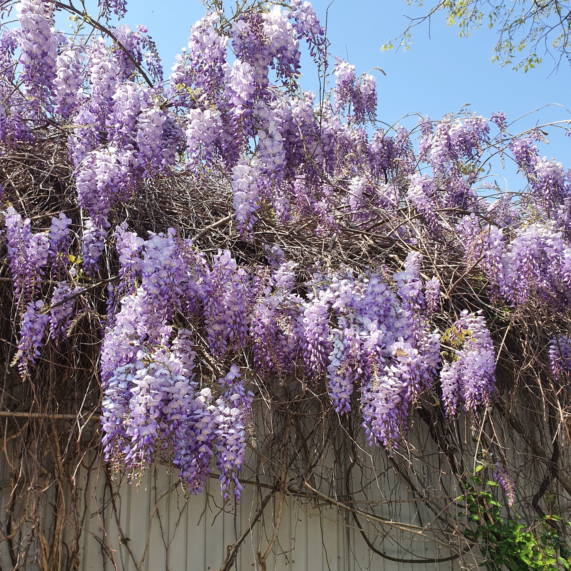 wisteria sinensis fiori vivaimdb pianta