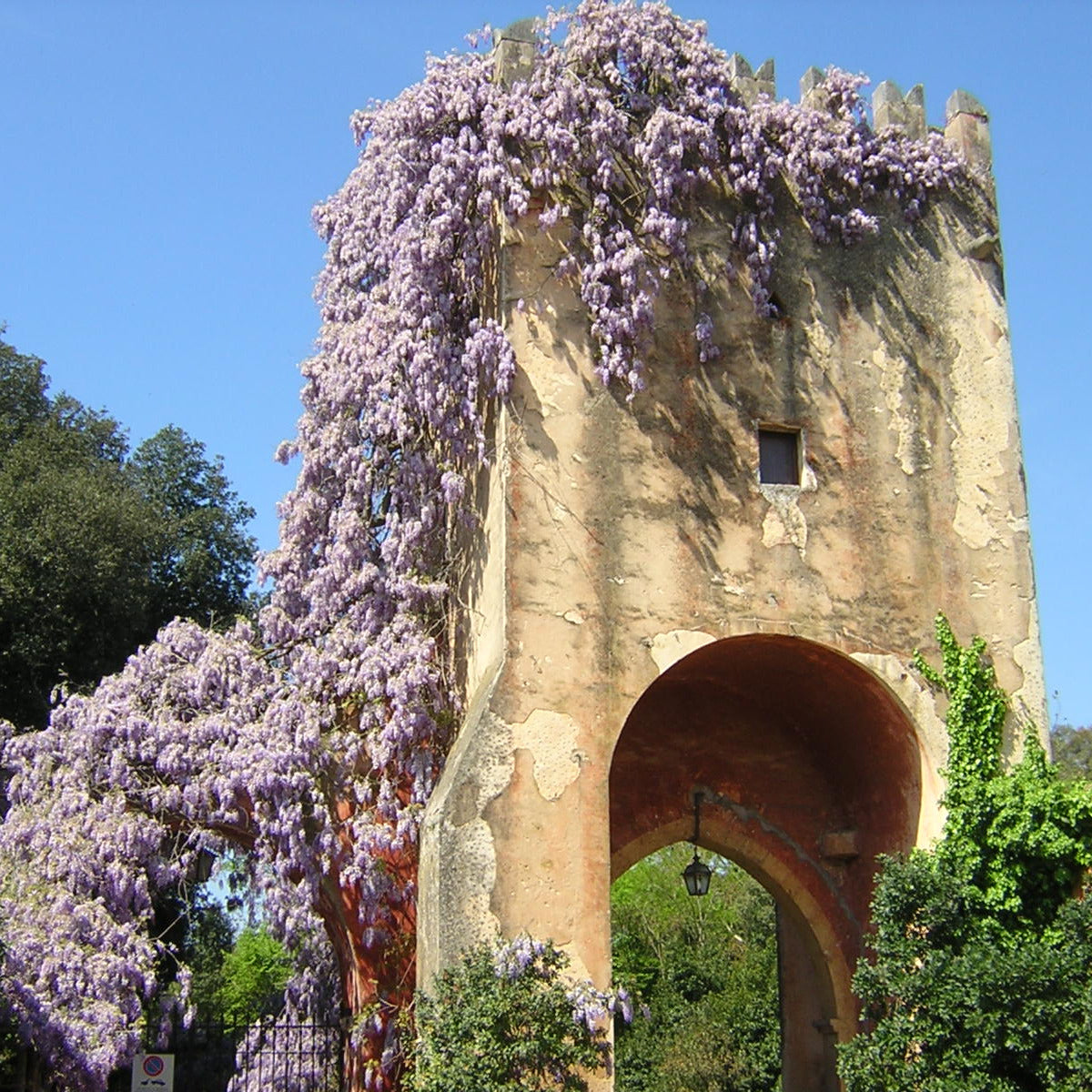 Wisteria Sinensis - Wisteria (Forest Alveolus)