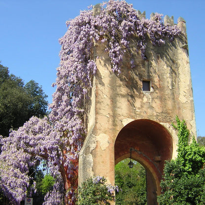 Wisteria Sinensis - Wisteria (Forest Alveolus)