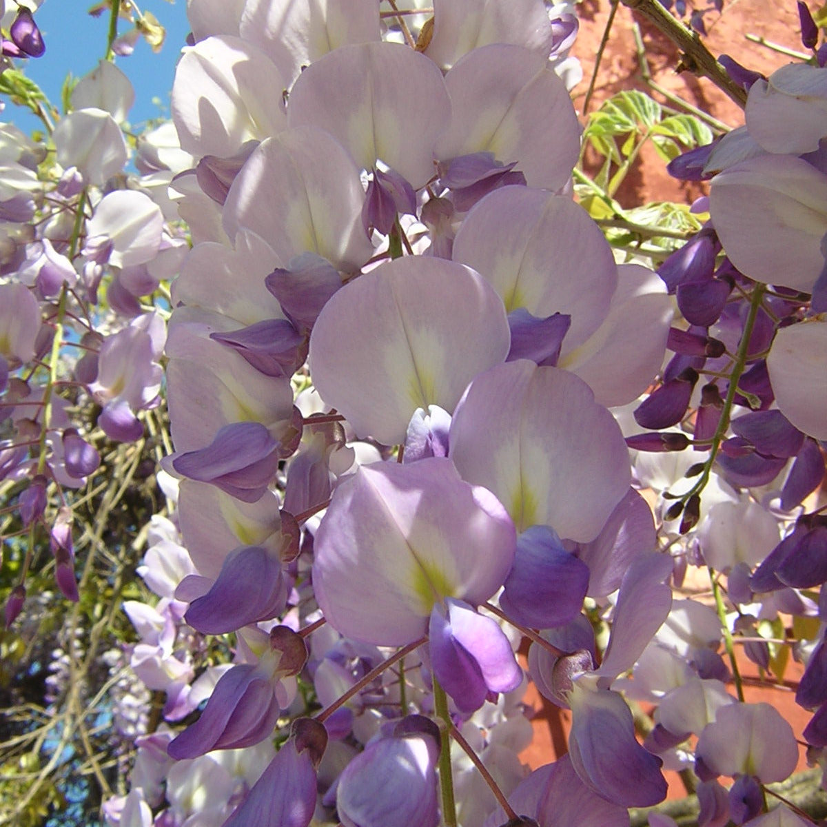 Wisteria Sinensis - Wisteria (Forest Alveolus)