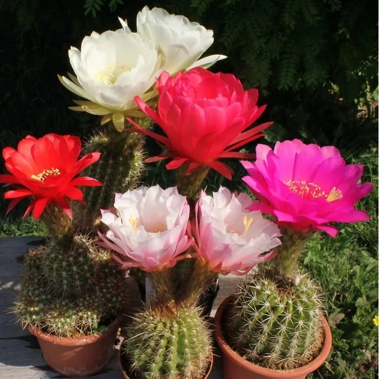 Trichocereus hybrid - ibrido (Vaso 15 cm)