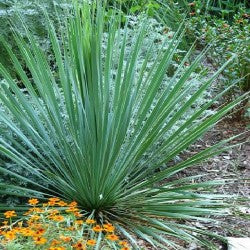 Yucca angustifolia - Yucca angustifolia (Vaso quadro 9x9x20 cm)