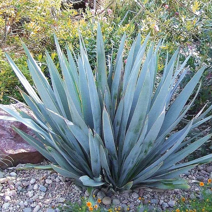 Yucca pallida (Vaso 14 cm)