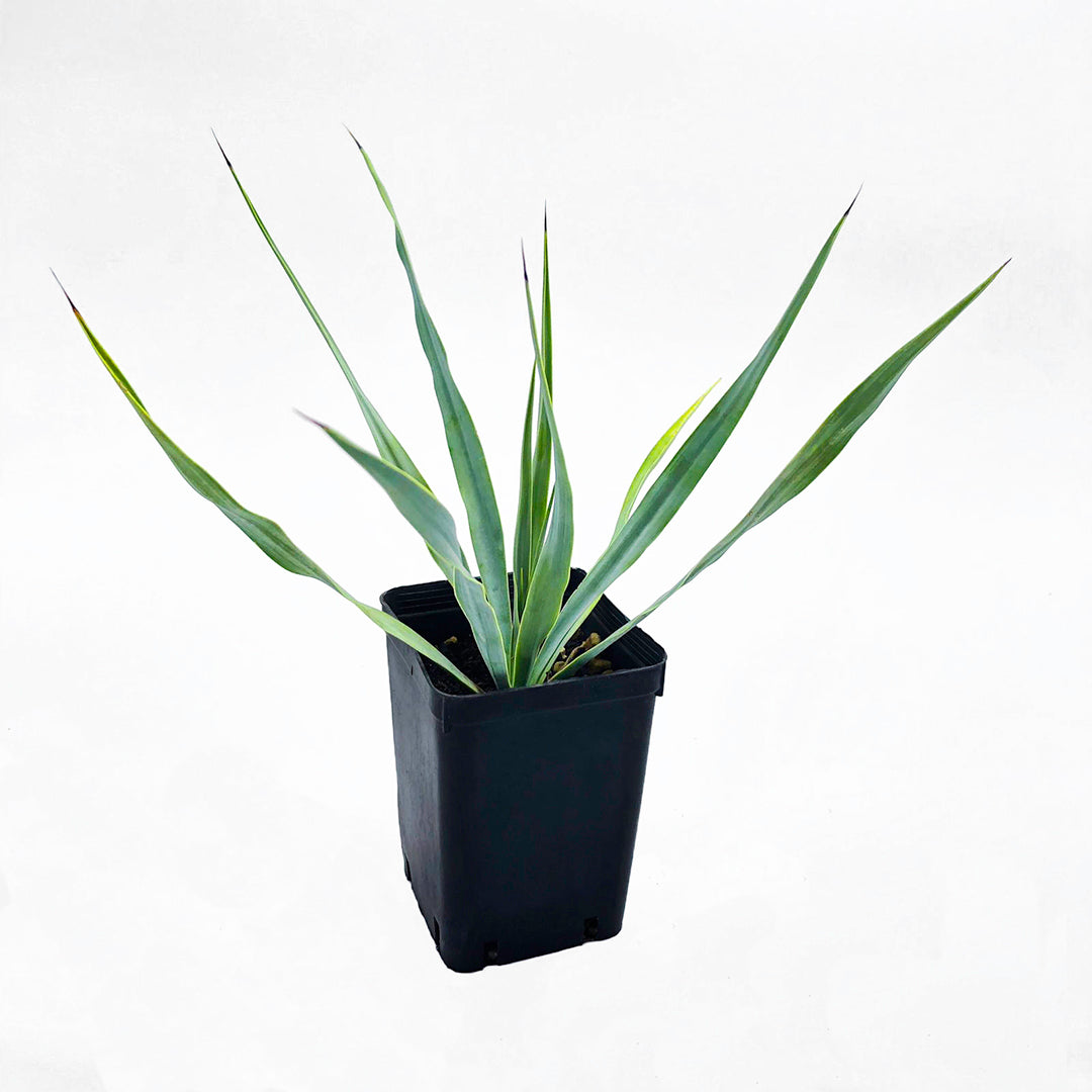 Yucca rigida - Yucca blu (Vaso quadro 7x7x10 cm)