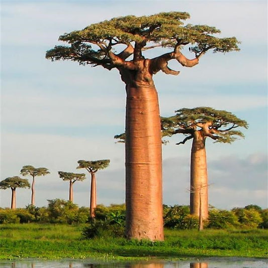 Adansonia digitata - baobab (5 seeds)