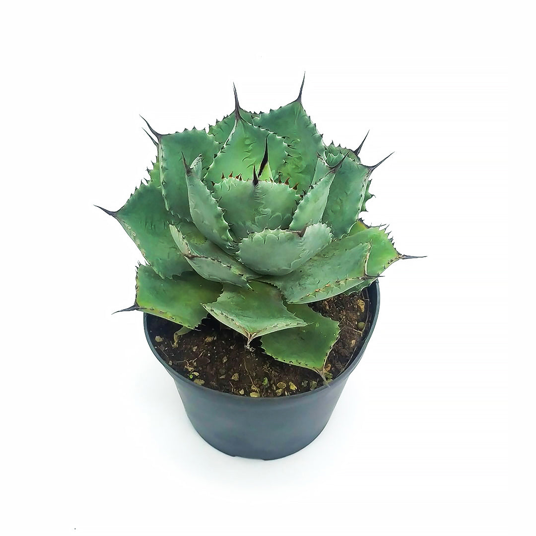 Agave pygmaea - agave (Pot 10-14-18 cm)