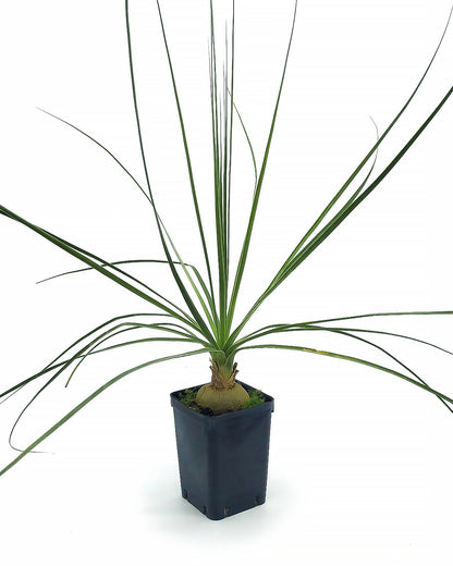 Beaucarnea (syn. Nolina) gracilis - smoke-eating plant (Square vase 7x7x10 cm)