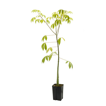 Chorisia speciosa - bottle tree (Square vase 9x9x20 cm)