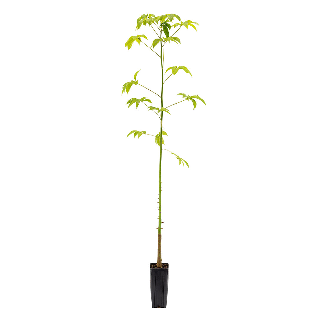 Chorisia speciosa - bottle tree (Square vase 9x9x20 cm)